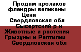 Продам кроликов фландры,вепиканы › Цена ­ 2 000 - Свердловская обл., Сысертский р-н Животные и растения » Грызуны и Рептилии   . Свердловская обл.